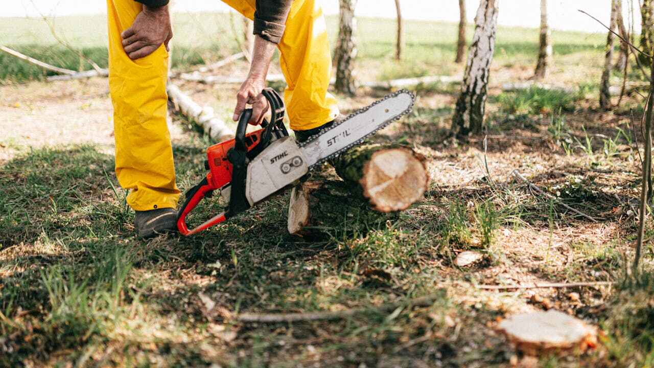 The Steps Involved in Our Tree Care Process in Coopertown, TN